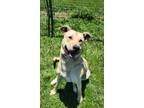 Adopt Finn a German Shepherd Dog / Husky dog in Richfield, MN (41348570)