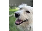 Adopt Daniel a Tan/Yellow/Fawn Husky / Akita dog in Mundelein, IL (39696111)