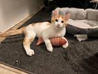 Adopt Pitter a Spotted Tabby/Leopard Spotted Domestic Longhair / Mixed cat in