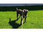 Adopt DD a Brown/Chocolate Labrador Retriever dog in Surrey, BC (41422918)