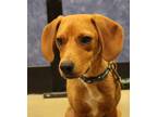 Adopt Hamby a Brown/Chocolate Beagle / Mixed dog in Aurora, IN (41275190)