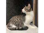 Adopt Darcy- AC a White (Mostly) Domestic Shorthair / Mixed (short coat) cat in