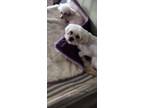 Adopt Geneva a Lhasa Apso / Mixed dog in Cherry Hill, NJ (40937656)