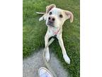 Adopt Ivory a Mixed Breed (Medium) / Mixed dog in Mandan, ND (41429324)