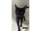 Adopt Shelby ~ Available at Pet Smart Warsaw, IN a All Black Domestic Shorthair