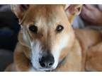 Adopt Jasper a Tan/Yellow/Fawn - with White Basenji / Carolina Dog dog in New