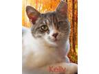 Adopt Kelly *older kitten* a Gray or Blue (Mostly) Domestic Shorthair / Mixed
