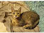 Adopt Rocky Road *older kitten* a Gray, Blue or Silver Tabby Domestic Shorthair