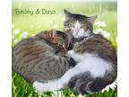 Adopt Bailey a Abyssinian / Mixed (short coat) cat in Culpeper, VA (39671158)