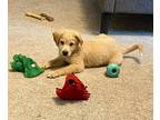 Adopt Alex a Golden Retriever dog in Wendell, NC (41407617)