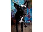 Adopt Rosemary a Black - with White Border Collie / Golden Retriever dog in