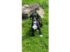 Adopt Louise (5/11/2024) a Sheltie, Shetland Sheepdog / Mixed Breed (Medium) dog
