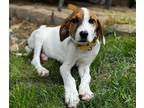 Adopt Cheddar a Tricolor (Tan/Brown & Black & White) Hound (Unknown Type) dog in