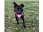 Adopt Millie pup: Chewy a Black Mixed Breed (Medium) dog in San Diego