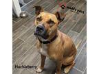 Adopt Huckleberry (Courtesy Post) a Brown/Chocolate - with White Boxer / Pit