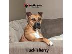 Adopt Huckleberry (Courtesy Post) a Brown/Chocolate - with White Boxer / Pit