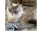 Adopt Teddy (Courtesy Post) a Domestic Shorthair / Mixed cat in Council Bluffs