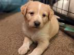 Adopt Brooklyn a Red/Golden/Orange/Chestnut - with White Great Pyrenees dog in