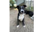 Adopt Saint a Black - with White American Pit Bull Terrier / Siberian Husky dog