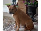 Adopt Dove a Tan/Yellow/Fawn Mutt / Mixed dog in Durand, MI (41429296)