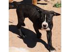 Adopt Major a Black - with White Boxer dog in Tucson, AZ (41429289)