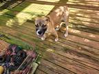 Adopt Brock a Tan/Yellow/Fawn - with Black Shepherd (Unknown Type) / Boxer dog
