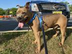 Adopt Duke a Brown/Chocolate - with White American Staffordshire Terrier dog in