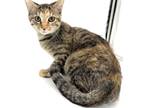 Adopt Maggie a Domestic Shorthair cat in Chapel Hill, NC (41384928)