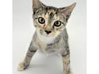 Adopt Maggie a Domestic Shorthair cat in Chapel Hill, NC (41384928)