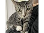 Adopt Talley a Gray, Blue or Silver Tabby Domestic Shorthair cat in Chapel Hill