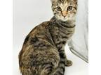 Adopt Talley a Gray, Blue or Silver Tabby Domestic Shorthair cat in Chapel Hill