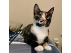 Adopt Gingersnap a Calico or Dilute Calico Domestic Shorthair cat in Chapel