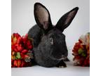 Adopt Betty a Silver Fox / Mixed rabbit in Kamloops, BC (41260645)