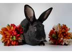 Adopt Betty a Silver Fox / Mixed rabbit in Kamloops, BC (41260645)