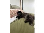 Adopt Monty a All Black Domestic Longhair / Mixed (long coat) cat in Greenfield