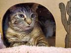 Adopt Tootles a Domestic Shorthair / Mixed cat in Penticton, BC (41426533)