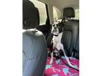 Adopt Riley a Black - with White Boston Terrier / Mixed dog in Salt Lake City