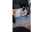 Adopt Bill a White (Mostly) Domestic Shorthair / Mixed (short coat) cat in