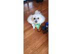 Adopt Gypsy a White - with Tan, Yellow or Fawn Bichon Frise / Havanese / Mixed