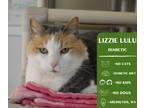 Adopt Lizzie Lulu a Calico or Dilute Calico Domestic Shorthair cat in Arlington