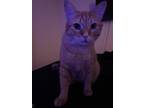 Adopt Ciri a Orange or Red Tabby Tabby / Mixed (short coat) cat in Phoenix