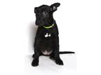 Adopt Riley a Black - with White Mixed Breed (Large) dog in Jefferson City
