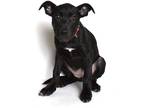 Adopt Sage a Black - with White Mixed Breed (Large) dog in Jefferson City