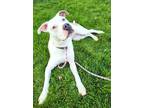 Adopt Astra 38017 a American Pit Bull Terrier / Mixed dog in Pocatello
