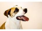 Adopt Isabella 41002 a Pit Bull Terrier / Shepherd (Unknown Type) / Mixed dog in