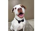 Adopt Hal 41133 a Pointer / Pit Bull Terrier / Mixed dog in Pocatello