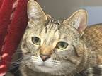 Adopt Astrid a Domestic Shorthair / Mixed cat in Sherwood, OR (41309154)