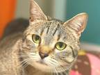 Adopt Aggie a Domestic Shorthair / Mixed cat in Sherwood, OR (41309153)