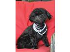 Adopt JuJu a Black - with White Poodle (Miniature) / Mixed dog in SAN PEDRO