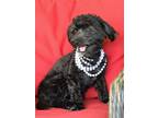 Adopt JuJu a Black - with White Poodle (Miniature) / Mixed dog in SAN PEDRO